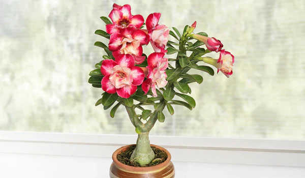 Bring Tropical Wonders Home